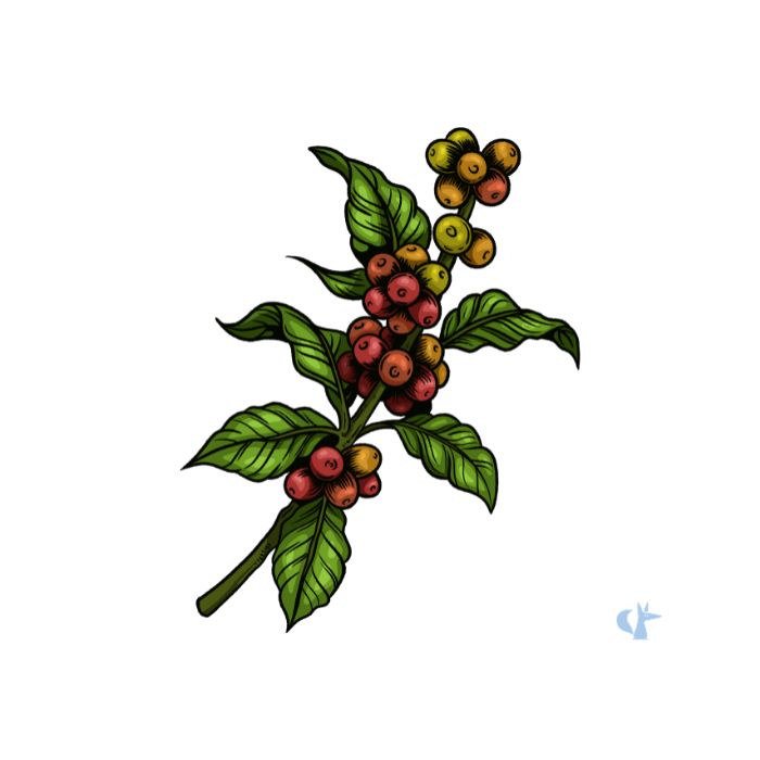 Caffeina
