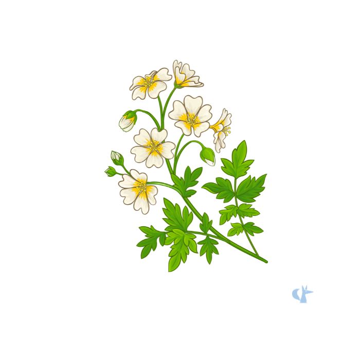 Olio di Meadowfoam
