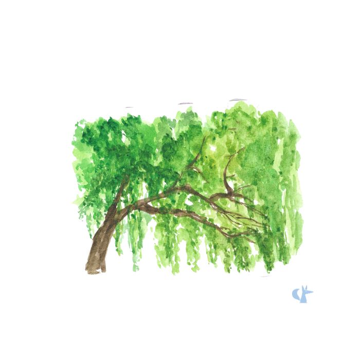 Estratto di Corteccia di Salice